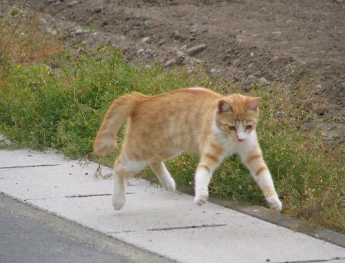 003-2.jpg