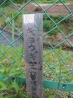009.jpg