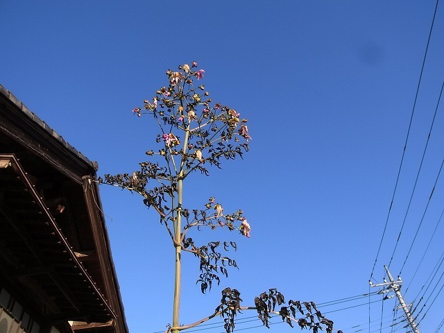 010.jpg