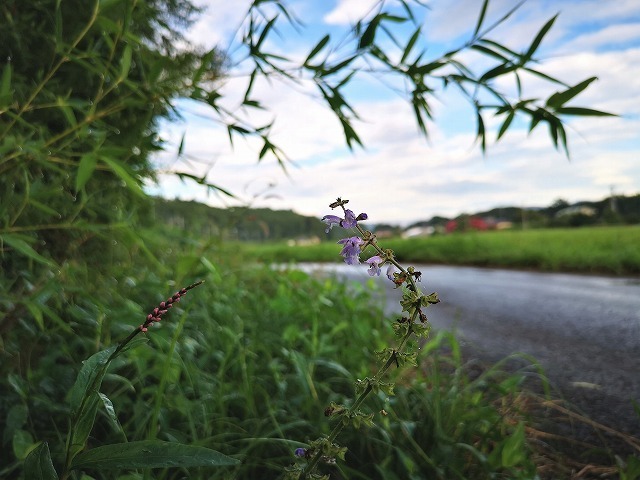 IMG_20180816_062544.jpg