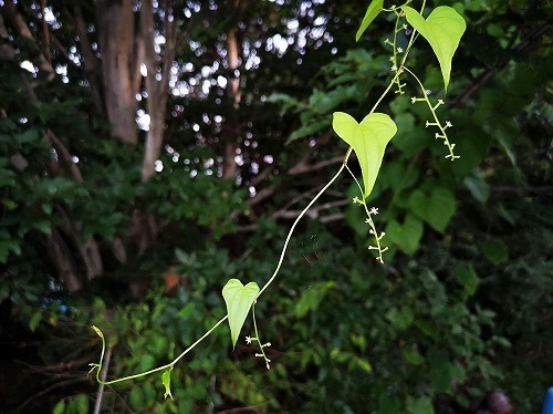 IMG_20180823_050545.jpg