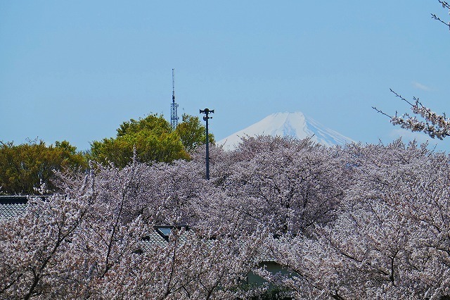 P1020011.jpg