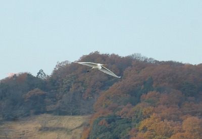 P1040582-2.jpg