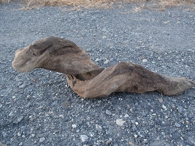 RIMG3078.jpg