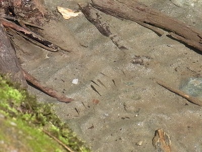 RIMG4257.jpg