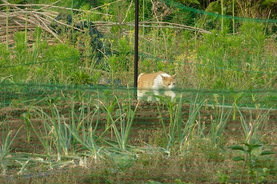 c01.jpg