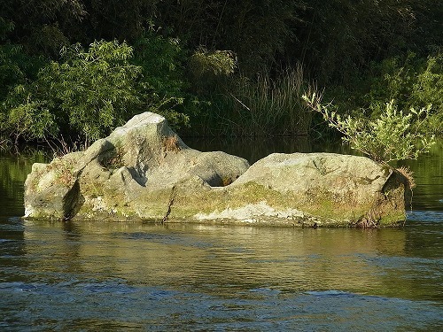 g003.jpg