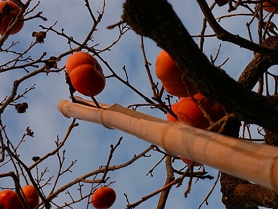 kaki2.jpg
