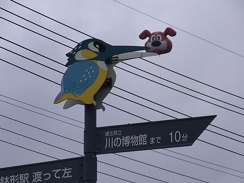 kawasemi.jpg