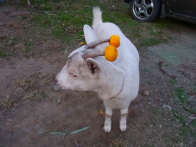 mikan5.jpg